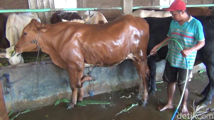 Sapi berkaki lima di Desa Gulang, Kecamatan Mejobo, Kudus, Selasa (27/6/2023).
