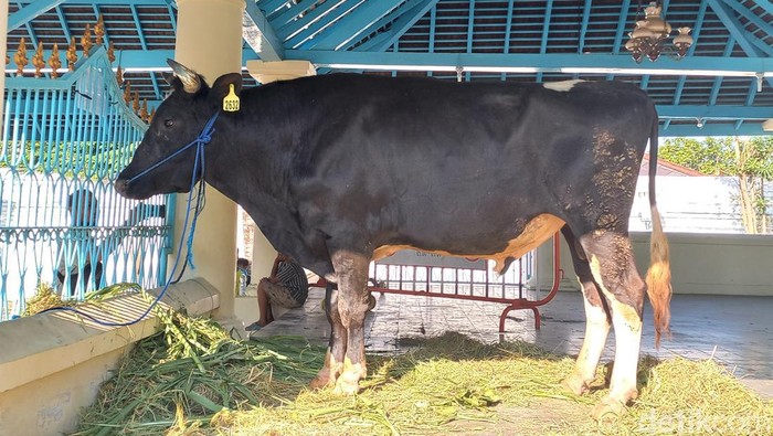 Sapi kurban dari keluarga Presiden Soeharto di Masjid Agung Solo, Selasa (27/6/2023).