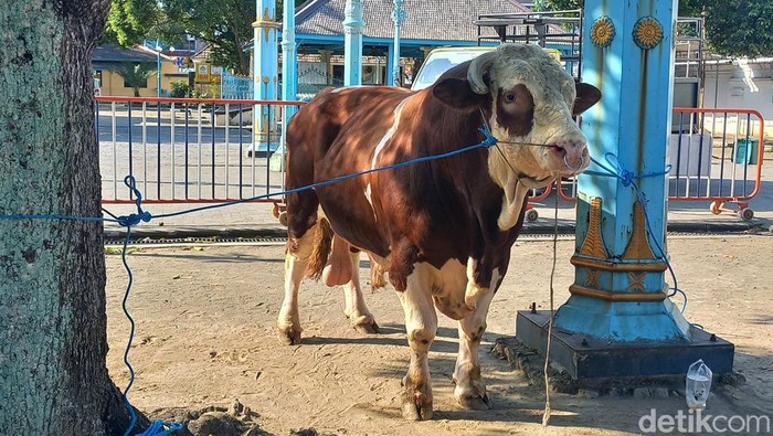 Sapi kurban dari Presiden Jokowi di Masjid Agung Solo, Selasa (27/6/2023).