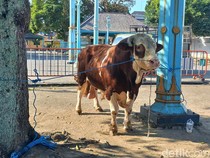 Prabowo dan Gibran Kompak Kurban Sapi di Masjid Agung Solo
