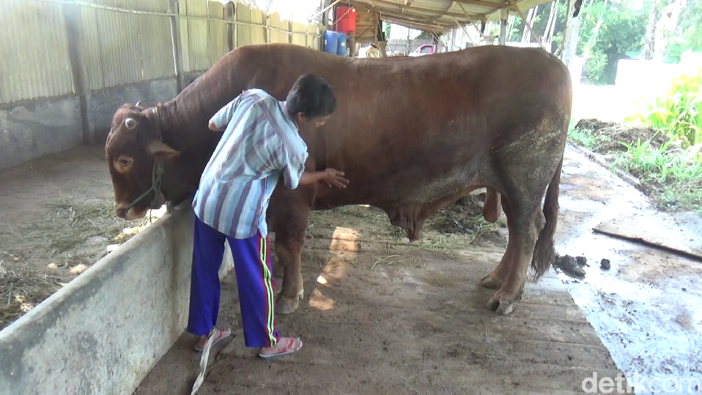 Sapi kurban Jokowi dibeli dari peternak di Lumajang