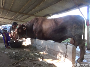 Penampakan Sapi Kurban Jokowi Seberat 1,1 Ton dari Lumajang