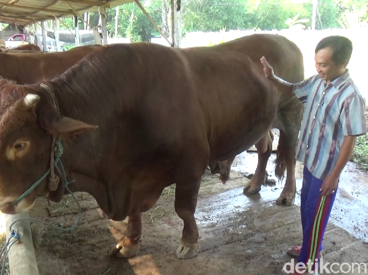 Potret Sapi Kurban Jokowi di Berbagai Daerah, Harga di Atas Rp 100 Juta