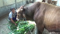 Sapi kurban sumbangan Presiden Joko Widodo (Jokowi) dibeli dari Bahrowi Yahya (32), seorang peternak sapi warga Desa Sumbersuko, Kecamatan Sumbersuko, Lumajang. Sapi limosin dengan bobot 1.150 kilogram atau 1,1 ton ini dibeli seharga Rp 115 jutaFoto: Nurhadi Wicaksono/detikJatim