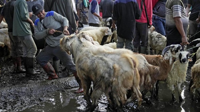 Suasana Pasar Ternak Jonggol yang Becek Usai Diguyur Hujan A man stands with a goat for sale at a livestock market ahead of the upcoming Eid al-Adha holiday in Jonggol, West Java, Indonesia, Monday, June 26, 2023. People in the world's most populous Muslim country will celebrate Eid al-Adha or the Feast of the Sacrifice on June 29 by slaughtering sheep, goats and cows whose meat later be distributed to the poor. (AP Photo/Dita Alangkara)