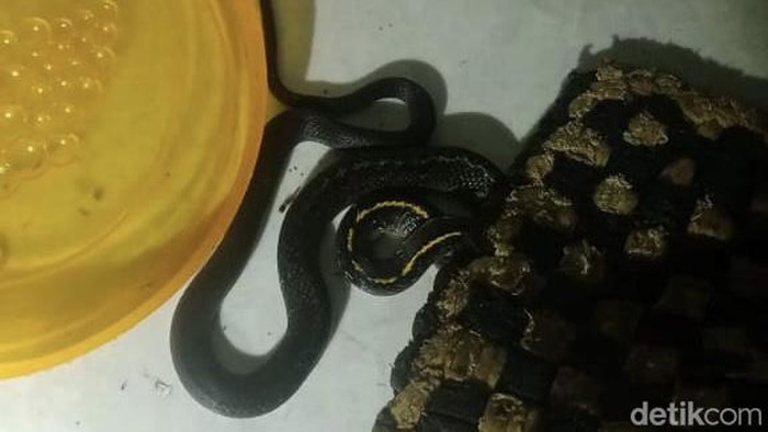 Ular yang ditemukan di salah satu dapur rumah warga Bandung.