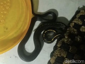 Ulah Ular Nongkrong di Dapur Bikin Panik Warga Sekejati Bandung