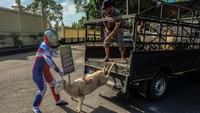 Relawan berkostum tokoh superhero Ultraman membawa hewan kurban untuk disalurkan kepada pengurus Yayasan Lentera Solo, Jawa Tengah, Selasa (27/6/2023).  