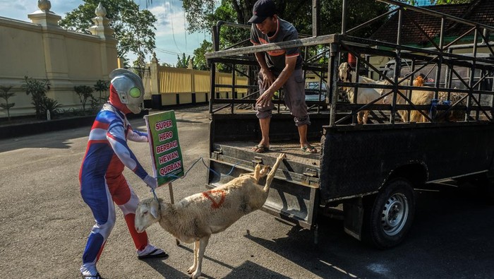 Relawan berkostum tokoh superhero Ultraman membawa hewan kurban untuk disalurkan kepada pengurus Yayasan Lentera Solo, Jawa Tengah, Selasa (27/6/2023). Penyaluran hewan kurban tersebut untuk berbagi kebaikan kepada anak-anak pengidap HIV/AIDS yang menghuni yayasan setempat pada momen Hari Raya Idul Adha1444H.ANTARAFOTO/Maulana Surya/nz.