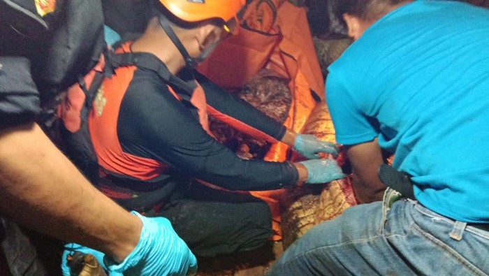 Warga di Kutai Timur belah perut buaya evakuasi jasad pencari siput yang ditelan. Dokumen Istimewa