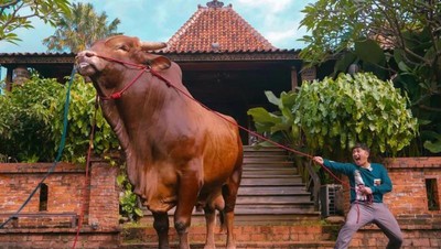 Wow! Segini Bobot Wariso, Sapi Kurban Milik Irfan Hakim