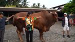 Wow! Segini Bobot Wariso, Sapi Kurban Milik Irfan Hakim