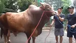 Wow! Segini Bobot Wariso, Sapi Kurban Milik Irfan Hakim