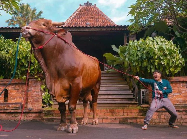 Wow! Segini Bobot Wariso, Sapi Kurban Milik Irfan Hakim