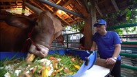 Seperti pada momen ini, Irfan Hakim dibantu dengan beberapa rekannya memberi makan ke Wariso. Makannya pun banyak, berupa pisang kepok, pepaya, dan melon yang dicampur rumput. Foto: YouTube deHakims Channel