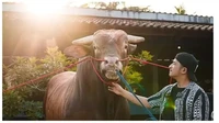 Wariso itu dibeli dari sebuah peternakan bernama Setia Farm. Rupanya, Irfan Hakim telah mengincar Wariso sejak tiga tahun yang lalu. Foto: YouTube deHakims Channel