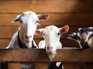 Bapak-bapak Dapat Saingan, Pria Lajang Juga Nge-war Torpedo Kambing