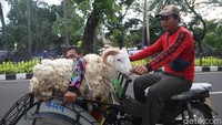 Jelang hari raya Idul Adha 1444 H yang akan berlangsung esok hari, para tukang ojek becak kebanjiran rejeki untuk mengantarkan hewan kurban tersebut ke masjid yang akan dituju.