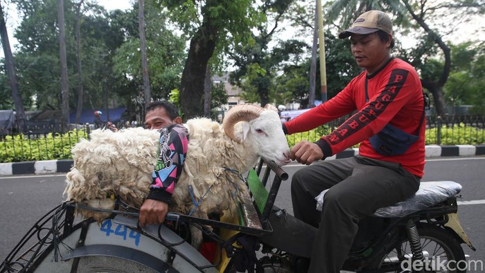 Para penyedia jasa ojek becak hewan kurban kebanjiran rezeki jelang perayaan Idul Adha besok. Mereka dipercaya mengantar hewan kurban ke lokasi tujuan.
