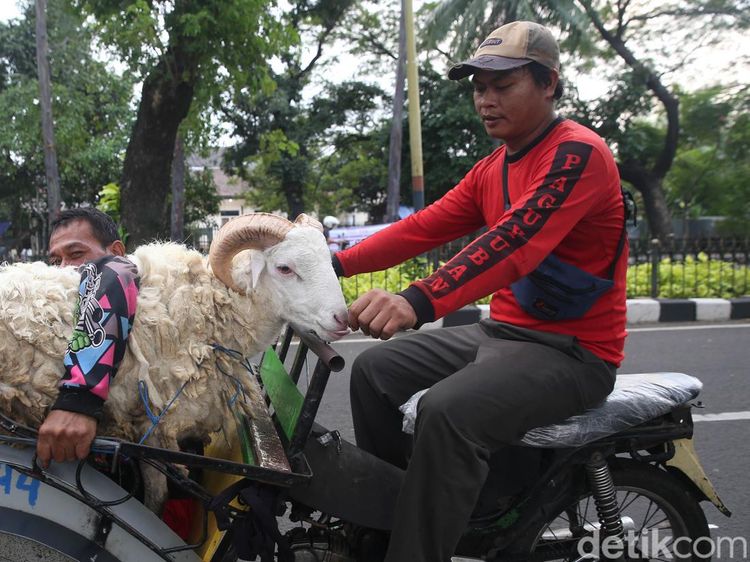 Alhamdulillah, Ojek Kurban Kebanjiran Rezeki Jelang Idul Adha