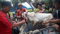 Jasa antar hewan kurban hingga tempat tujuan jelang Idul Adha tersebut memasang tarif dari Rp30 ribu hingga tak terbatas tergantung jarak tempuhnya.