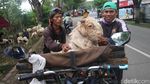 Alhamdulillah, Ojek Kurban Kebanjiran Rezeki Jelang Idul Adha