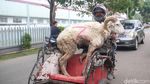 Alhamdulillah, Ojek Kurban Kebanjiran Rezeki Jelang Idul Adha