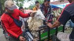 Alhamdulillah, Ojek Kurban Kebanjiran Rezeki Jelang Idul Adha