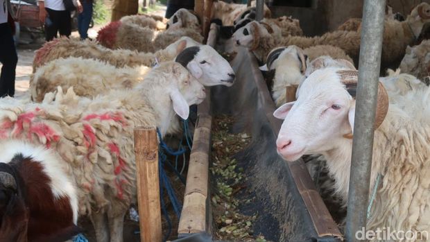 Kambing termasuk hewan kurban. Ada beberapa persyaratan hewan kurban yang harus diketahui, termasuk usia minimalnya. Lalu, berapa usia minimal kambing kurban?