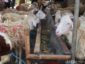 Kurban Kambing Boleh untuk Berapa Orang? Simak Ketentuannya!