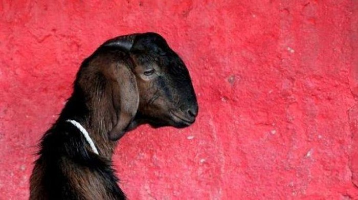 Kambing termasuk hewan kurban. Ada beberapa persyaratan hewan kurban yang harus diketahui, termasuk usia minimalnya. Lalu, berapa usia minimal kambing kurban?