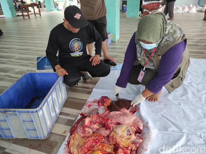cacing hati di hewan kurban kota blitar