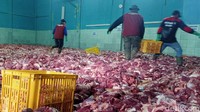 Tumpukan daging yang menggunung ini memenuhi ruangan yang berukuran 18 meter x 12 meter tersebut. Bahkan hanya untuk sekadar melangkahkan kaki mencari ruang kosong pun sulit. (Foto: Uje Hartono/detikJateng)