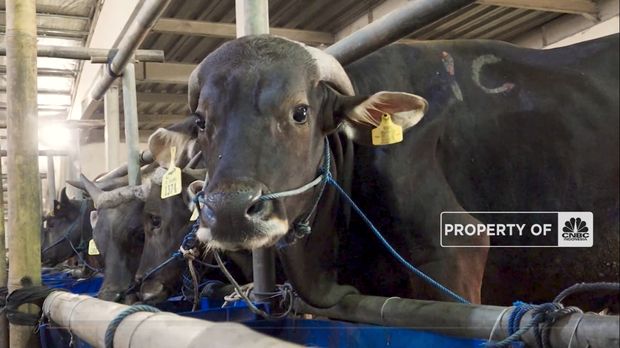 INI DIA! 5 JENIS SAPI KURBAN TERMAHAL