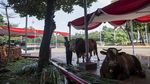 Penampakan Sapi Kurban Jokowi-Maruf Amin di Istiqlal