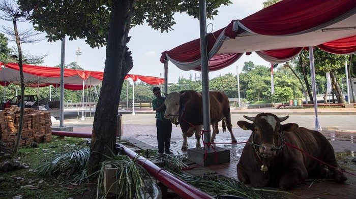 Ini Penampakan Sapi Kurban Jokowi-Ma'ruf Amin di Istiqlal Petugas mengusap sapi kurban milik Presiden Joko Widodo di halaman Masjid Istiqlal, Jakarta Pusat, Rabu (28/6/2023). Presiden Jokowi memberikan sapi jenis simmental seberat 1,2 ton dan Wakil Presiden Ma'ruf Amin dengan jenis sapi limousin seberat 1,1 ton kepada pengurus Masjid Istiqlal untuk disembelih pada Idul Adha 1444 H. ANTARA FOTO/Sigid Kurniawan/aww.