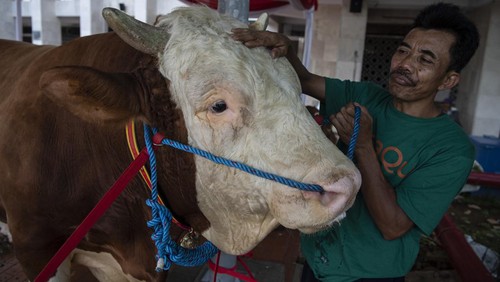 Petugas mengusap sapi kurban milik Presiden Joko Widodo di halaman Masjid Istiqlal, Jakarta Pusat, Rabu (28/6/2023). Presiden Jokowi memberikan sapi jenis simmental seberat 1,2 ton dan Wakil Presiden Maruf Amin dengan jenis sapi limousin seberat 1,1 ton kepada pengurus Masjid Istiqlal untuk disembelih pada Idul Adha 1444 H. ANTARA FOTO/Sigid Kurniawan/aww.
