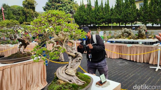 Koleksi Tanaman Bonsai yang Dipamerkan di Sespim Lemdiklat Polri Lembang