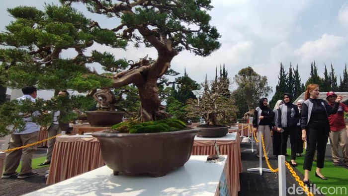 Koleksi Tanaman Bonsai yang Dipamerkan di Sespim Lemdiklat Polri Lembang