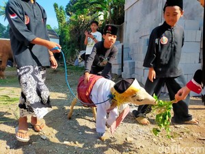 Unik! Domba di Sukabumi Dihias Jelang Idul Adha