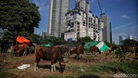 Sapi-sapi itu akan dipotong saat Idul Adha yang jatuh pada 29 Juni 2023.