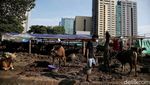 Melihat Kondisi Sapi Kurban Sehari Jelang Idul Adha