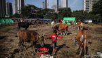 Melihat Kondisi Sapi Kurban Sehari Jelang Idul Adha