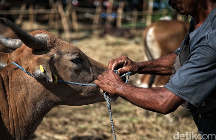 Sejumlah warga memberikan makan sapi kurban di kawasan Setiabudi, Jakarta Selatan, Rabu (28/6/2023). Sapi-sapi itu akan dikurbankan pada hari raya Idul Adha yang jatuh pada 29 Juni 2023.