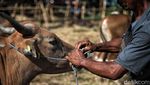 Melihat Kondisi Sapi Kurban Sehari Jelang Idul Adha