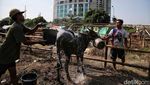 Melihat Kondisi Sapi Kurban Sehari Jelang Idul Adha