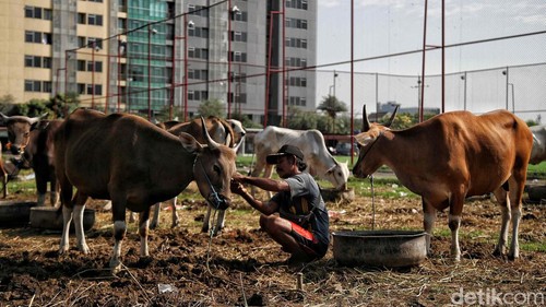 Sejumlah warga memberikan makan sapi kurban di kawasan Setiabudi, Jakarta Selatan, Rabu (28/6/2023). Sapi-sapi itu akan dikurbankan pada hari raya Idul Adha yang jatuh pada 29 Juni 2023.