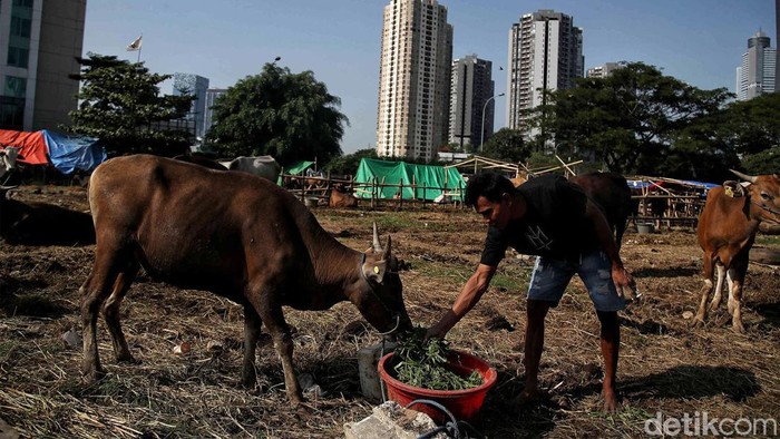 Melihat Kondisi Sapi Kurban Sehari Jelang Idul Adha Sejumlah warga memberikan makan sapi kurban di kawasan Setiabudi, Jakarta Selatan, Rabu (28/6/2023). Sapi-sapi itu akan dikurbankan pada hari raya Idul Adha yang jatuh pada 29 Juni 2023.