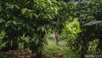 Melongok Kampung Eks Pengungsi Vietnam di Jakarta Timur