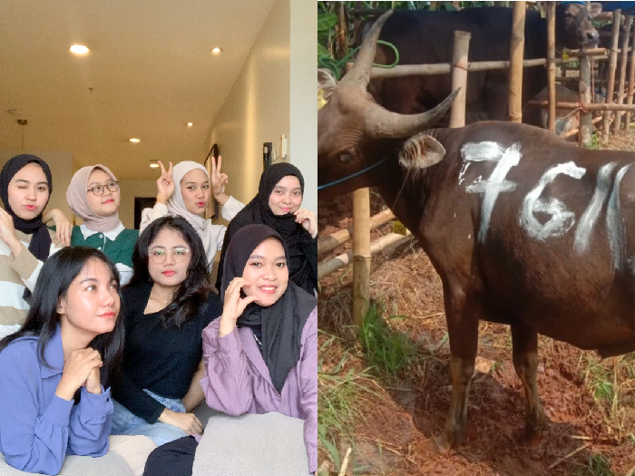 Patunan beli sapi kurban